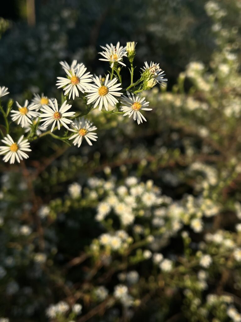 A cluster of frost asters in the golden evening sun