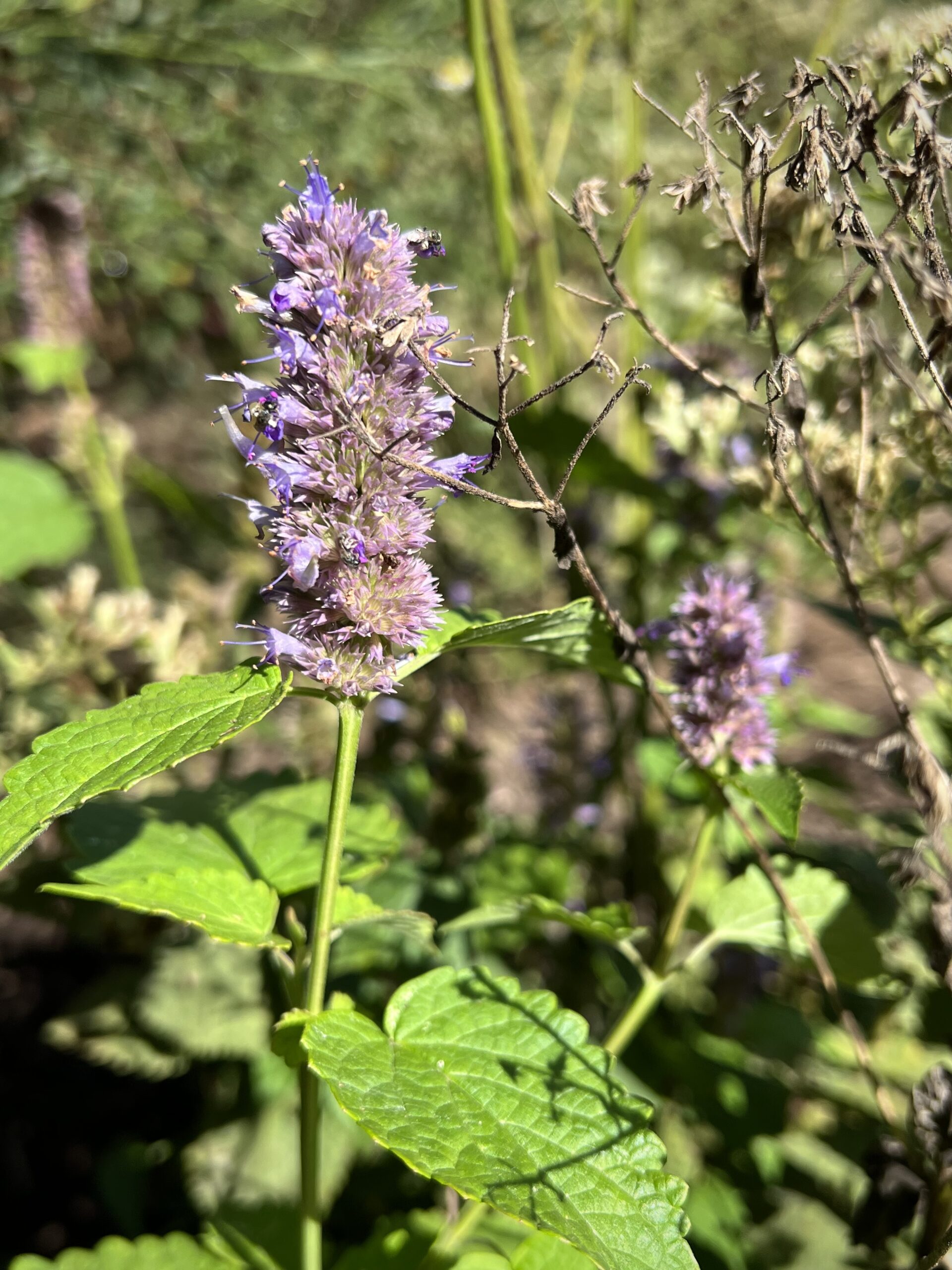 The purple flower of anise hyssop