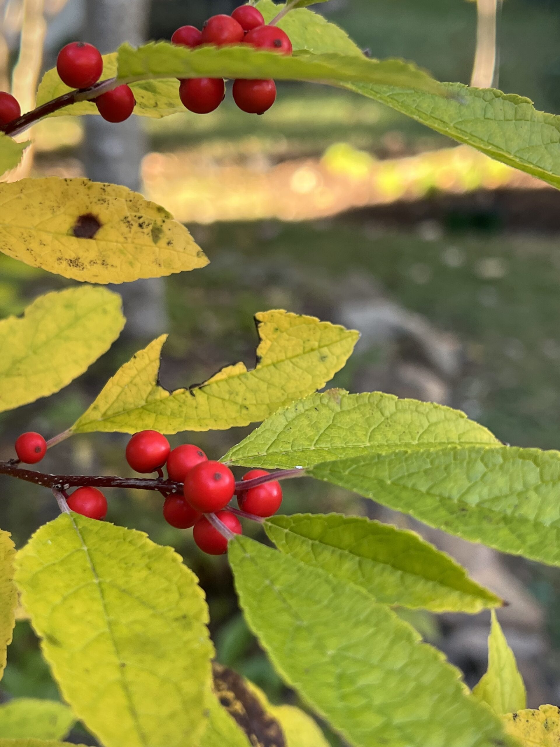 Red clusters of berries show between yellow leaves during fall