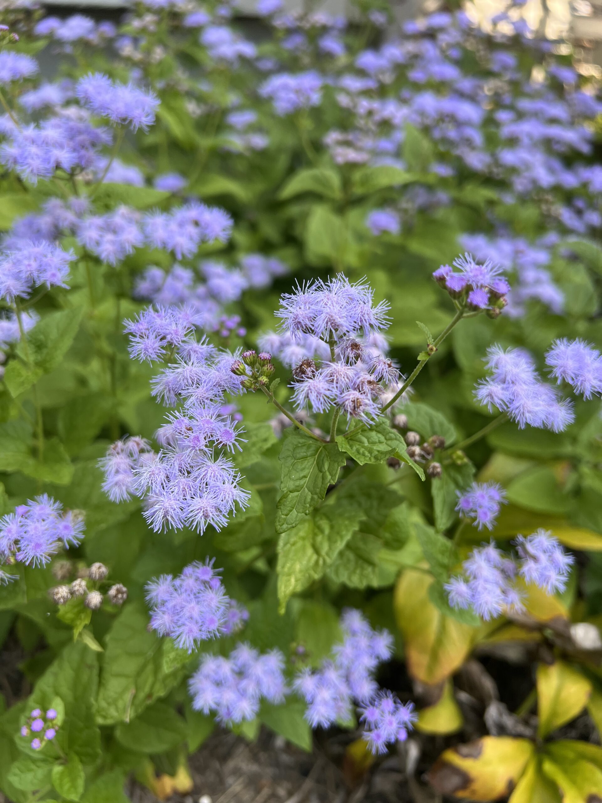 The cool tones of blue mist flower seem to glow agains the background of green foliage