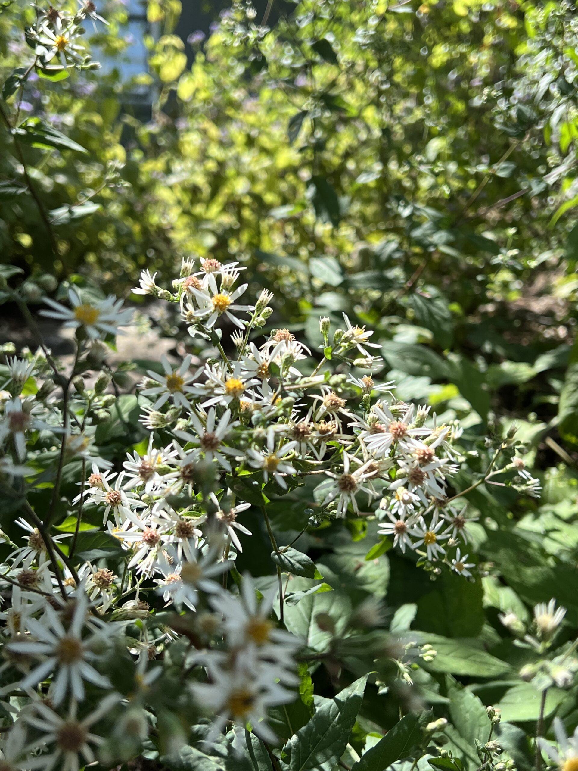 A dense cluster of white wood aster flowers rest in the evening sun