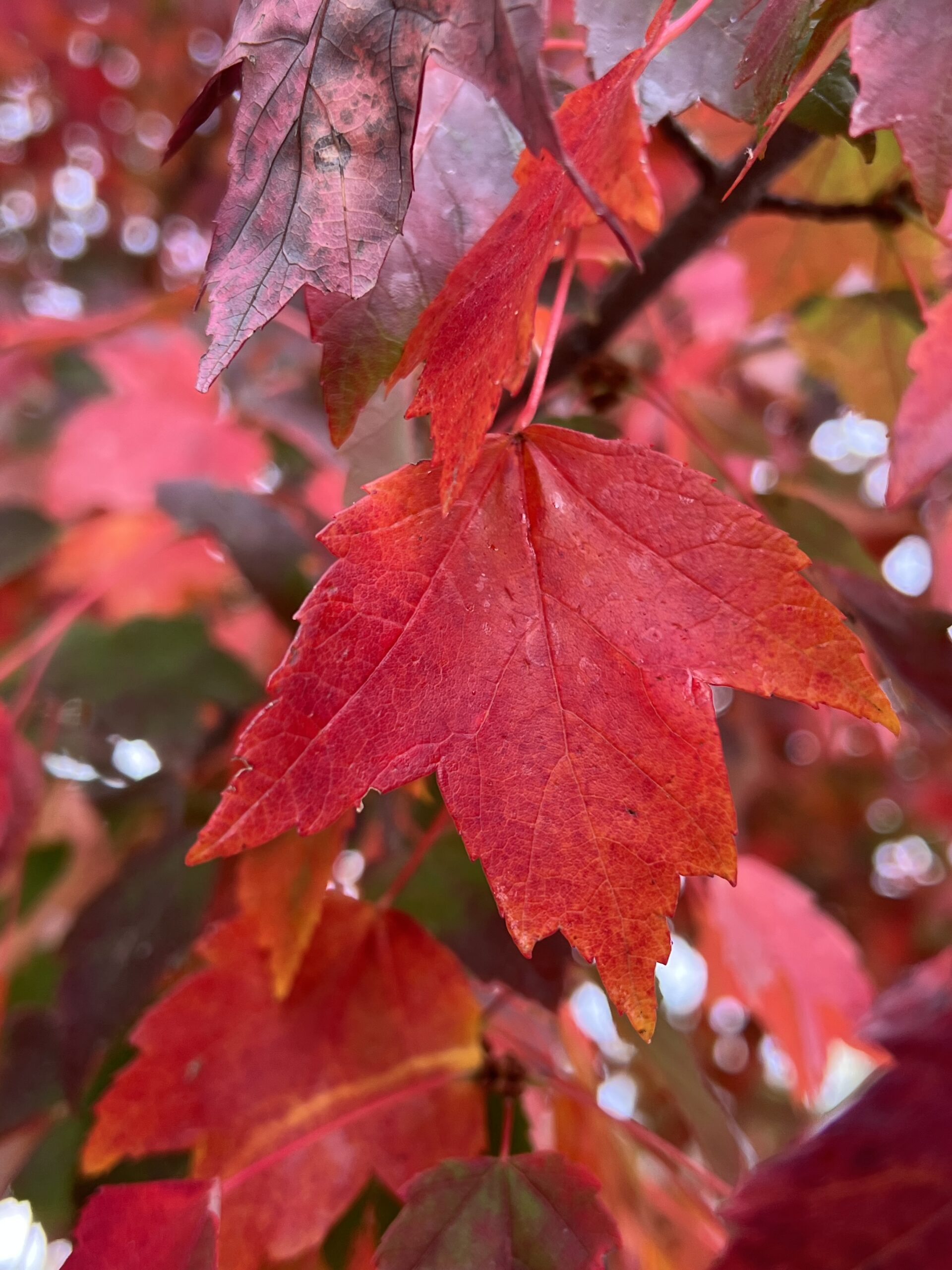 Red Maple lead in bright fall color