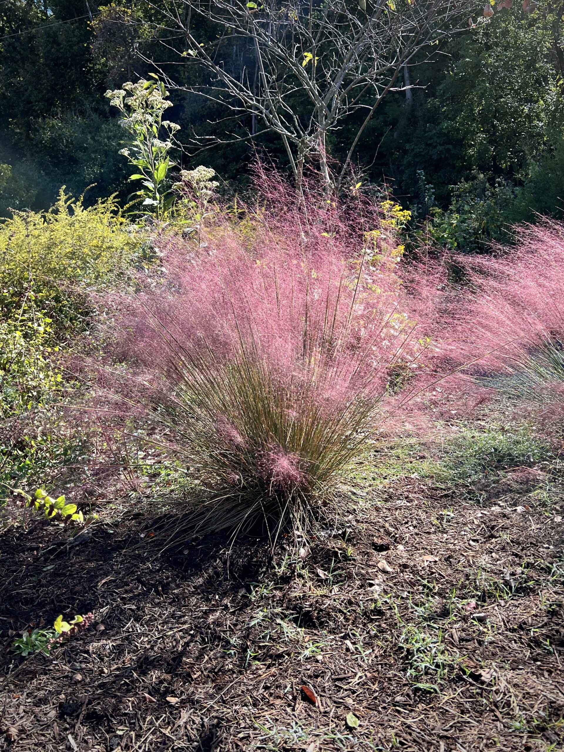 Pink muhly grass glows in the morning sun