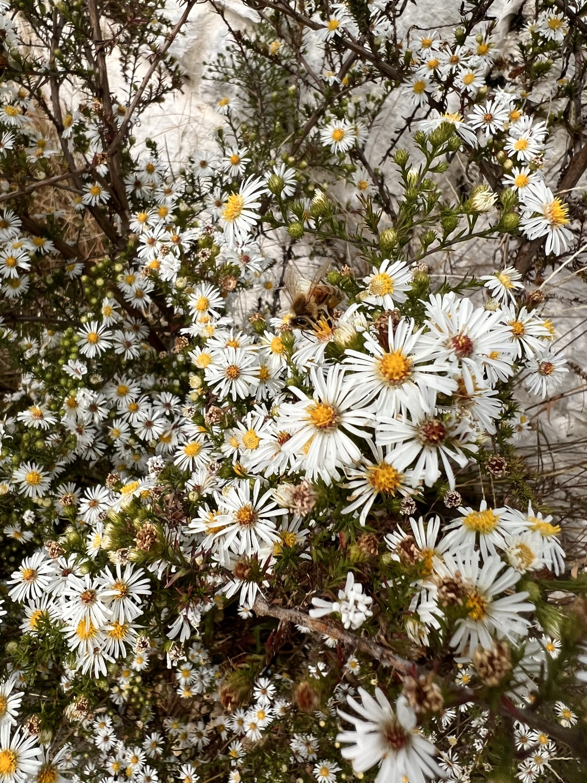 A showy cluster of white heath aster flowers