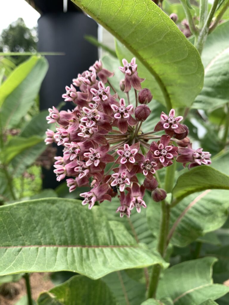 The magenta purple common milkweed flower