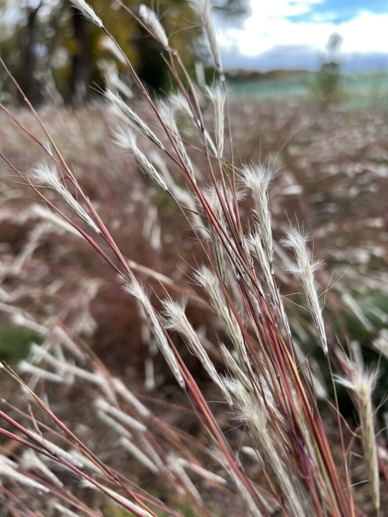 The fluffy split seed heads of splitbeard bluestem emerge from the red stems in the fall