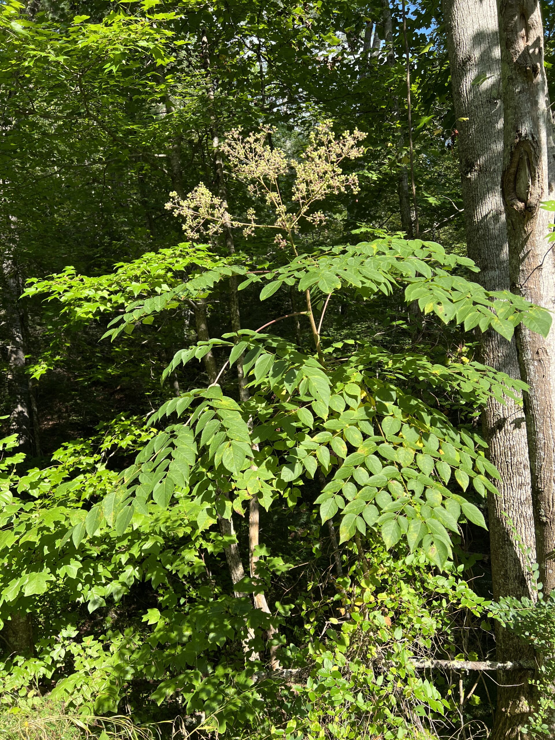 Devil’s Walking Stick Mergoat