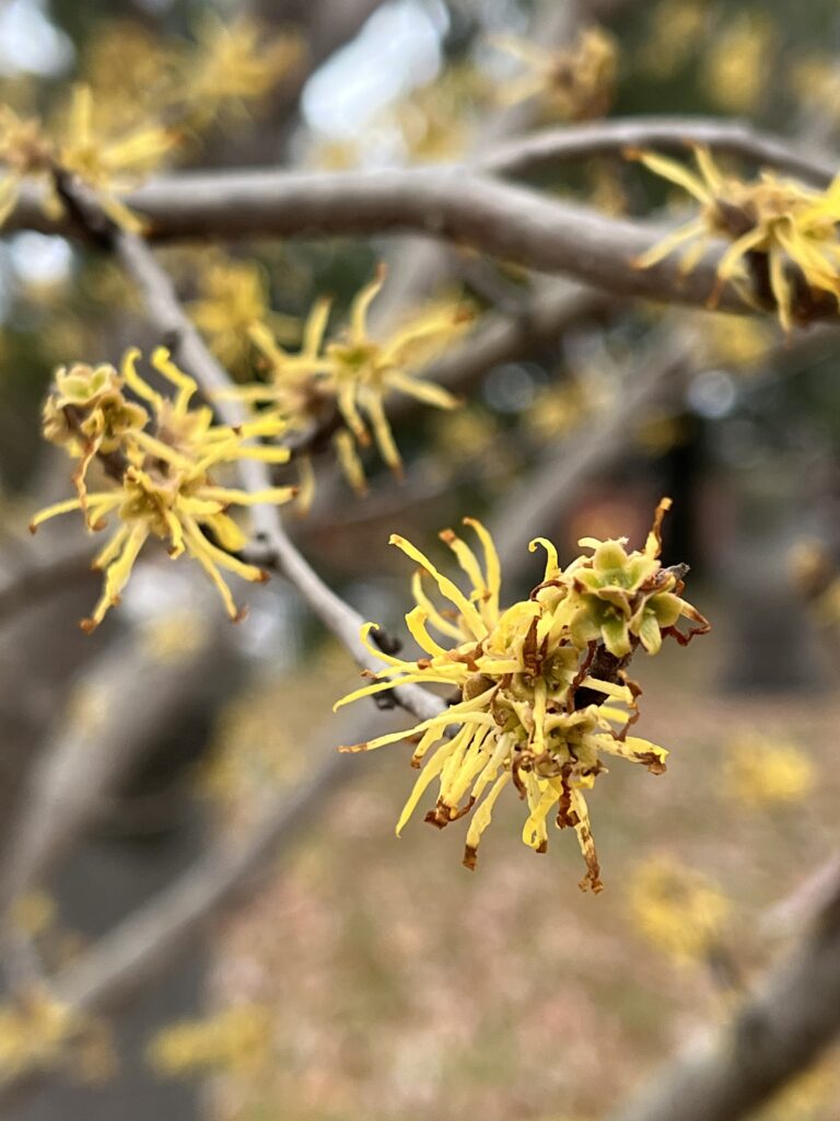 The late blooming yellow flowers of witch hazel in november