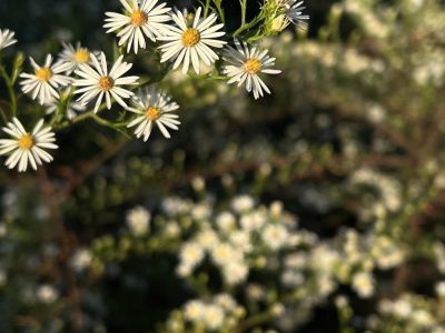 A cluster of frost asters in the golden evening sun