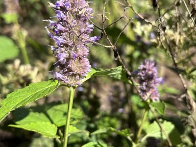The purple flower of anise hyssop