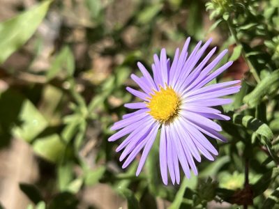 The sun shines on a purple new england aster