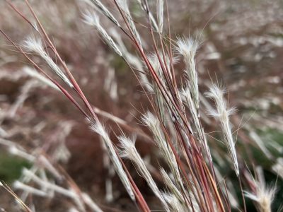 The fluffy split seed heads of splitbeard bluestem emerge from the red stems in the fall