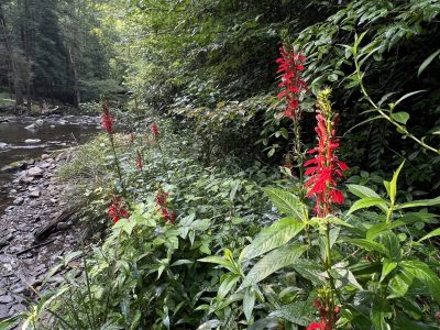 A stand of cardinal flower standing tall beside a stream with sun shining through the leaves in the background