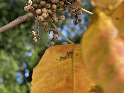 The yellow fall leaves of a posion ivy vine hang over a drying cluster of white berries