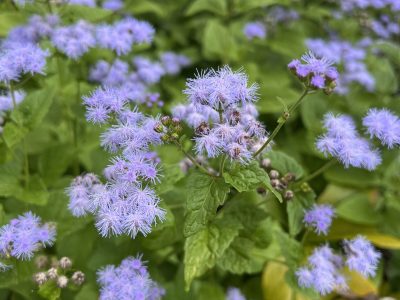 The cool tones of blue mist flower seem to glow agains the background of green foliage