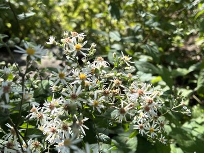 A dense cluster of white wood aster flowers rest in the evening sun