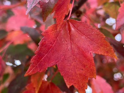 Red Maple lead in bright fall color