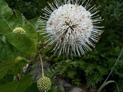 A white spherical bloom of a buttonbush