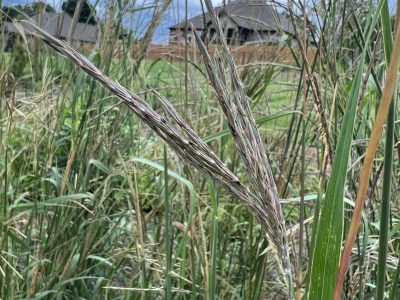 A close up image of the seed head of big bluestem grass in a rain garden