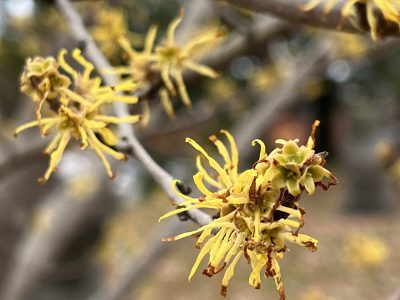 The late blooming yellow flowers of witch hazel in november