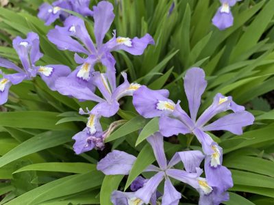 A cluster of dwarf crested irises