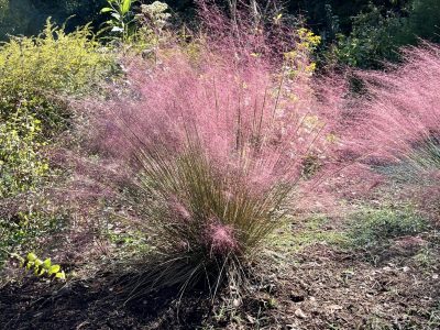 Pink muhly grass glows in the morning sun