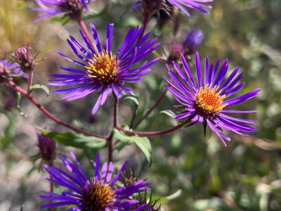 A cluster of purple and yellow new england asters