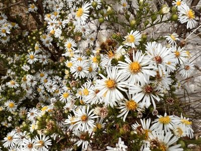 A showy cluster of white heath aster flowers