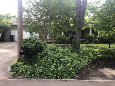 overgrown patch of english ivy choking garden by a suburban driveway