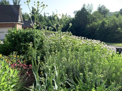 The sun shines on a layered garden featuring asters coneflower rattlesnake master wild bergamot eastern blue star and downy sunflowers